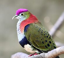 Superb Fruit-dove by EnviroKey