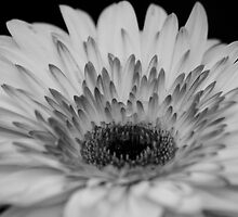 Mono Study by Ricky Pfeiffer