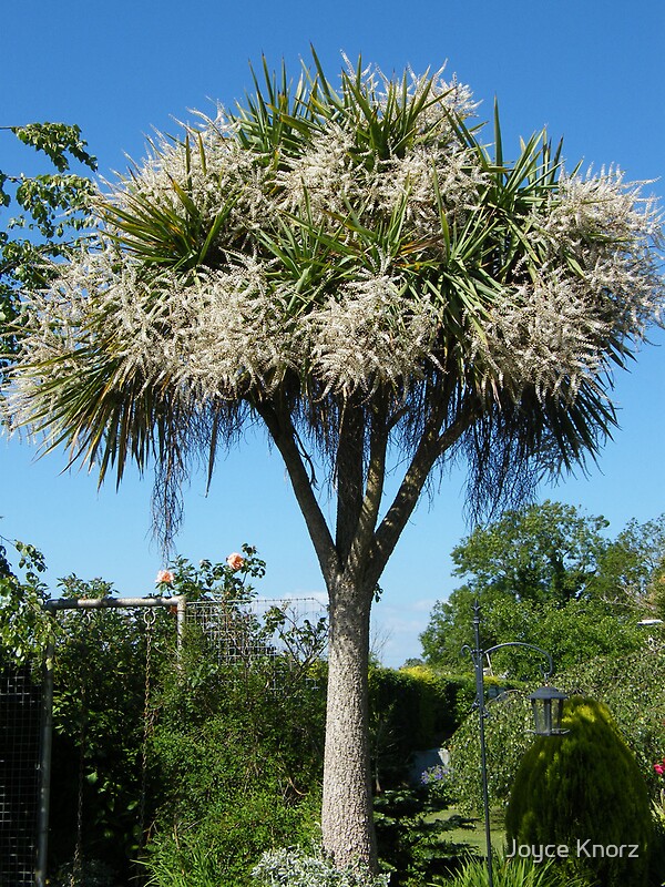 "our yucca tree is Blooming out all over..." by Joyce Knorz Redbubble