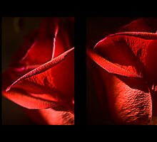 Red Rose by Sandra Parlow