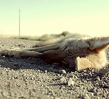 7 A.M. Roadkill by dacodahulse