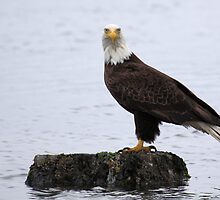 Watcher on the Water by Micci Shannon
