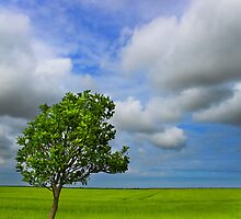 Sunk Island, East Yorkshire, UK by Dave McAleavy