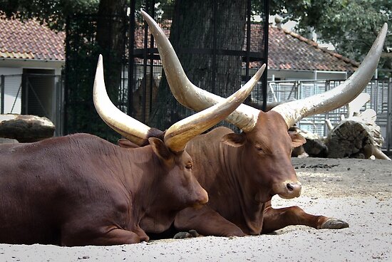 Watusi Bulls