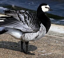 Barnacle Goose by snapdecisions