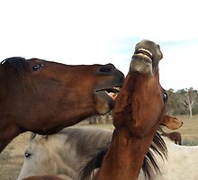 Horses At Play. Rural New South Wales - Australia by shortshooter-Al