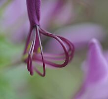 Singular Sensation by Corkle