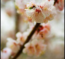 It's spring again by qishiwen