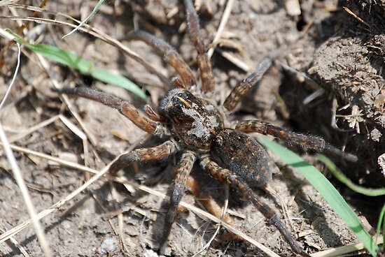 spiders in kansas