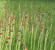 Devil's paintbrushes by Chickapeek