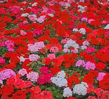 How Much More Red Do You Want?........ by Sandra Cockayne