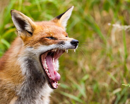 yawning fox