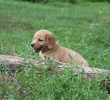 This Log Is Only A Minor Hurtle In My Lifes Journey- Penny 10 by goldnzrule