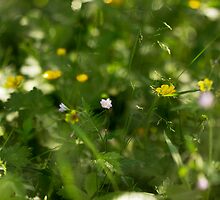 Untitled by Carl Gaynor