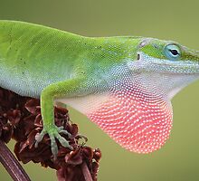 Lizard displaying his Red Bubble by Paulette1021
