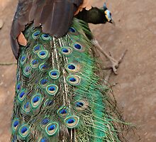peacock by bayu harsa