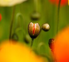 New Beginnings by Kristina K