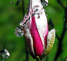 "Magnolia~Water" by Husky