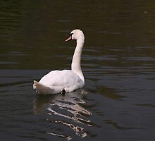 Look where you are going! by Tony Reed