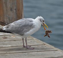 Gull with Starfish by Shelby Stalnaker Bortone