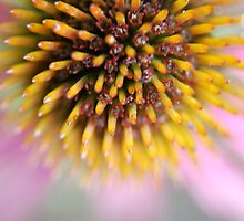 Take Echinacea To Prevent Colds by Sunshinesmile83
