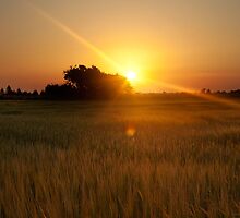 What's The Story Morning Glory by CalleHoglund