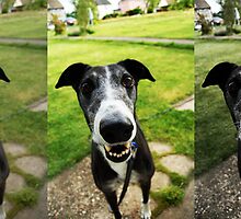 Reggie x3 by Hayley Wright