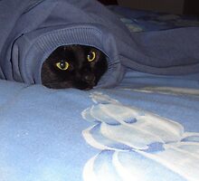 Bella our cat does not care who she borrows clothes from:) by Alex Gardiner