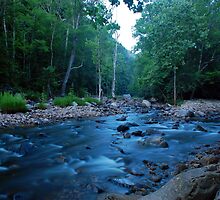 Williams River by Jason Vickers