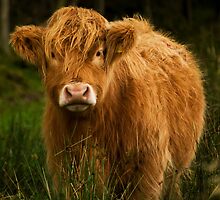 Coo by Samantha Nicol
