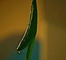 A calla lily nearly ready to bloom by Ann Reece