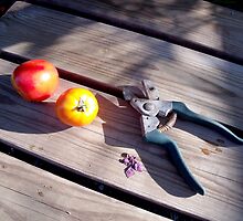 Tomato Harvest by Rosie Brown