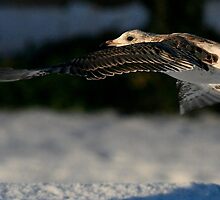In The Cold Light Of Day by snapdecisions