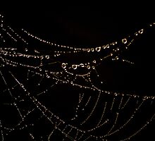 "Misty Web" by Husky