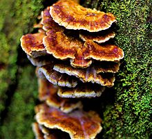 "Tree Fungus" by Husky