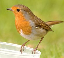 Mr Robin by Alexa Pereira