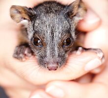 "Aloe" Ringtail Possum by Amber Williams