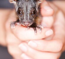 "Aloe" Ringtail Possum by Amber Williams