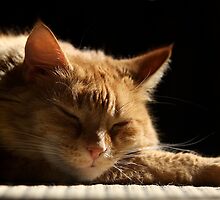 Sojourn with Sunshine by Marion Cullen