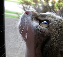 On the Prowl by Kristin Sparks