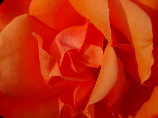 Fiery Rose