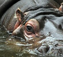 Lady of the Lake - Hippopotamus by Rachel81