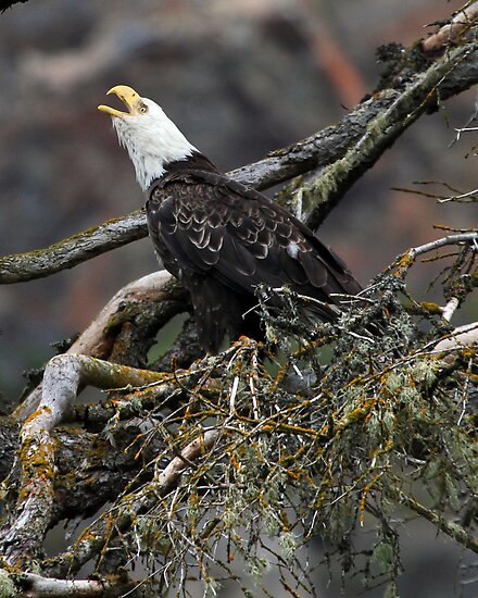 Eagle Alarm Cry, China Poot Bay by A.M. Ruttle Eagle Alarm Cry, China Poot Bay by A.M. Ruttle