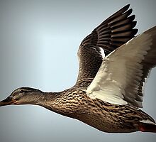 Flight Of The Mallard by snapdecisions