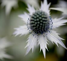 Sea Holly 2 by Paul Ridley