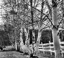 Property Line by Carrie Blackwood