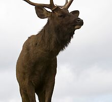 Sambar Stag by Neil Bygrave (NATURELENS)
