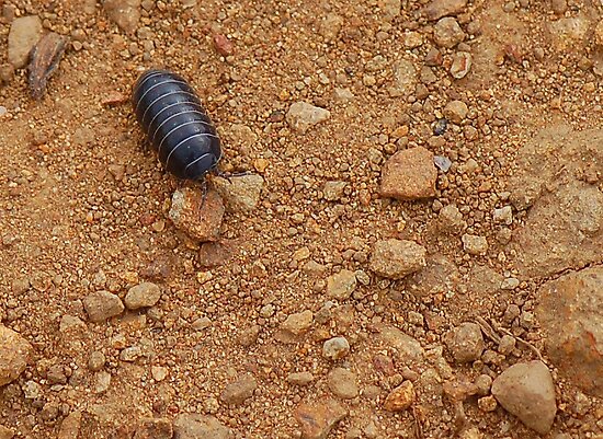 "Rolly Polly" by AlexKleinsmith | Redbubble