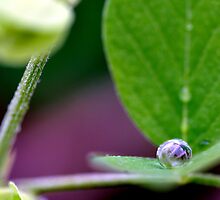 The Green Oyster by Shubd