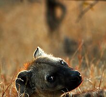 Kruger National Park, South Africa. 2009 V by Damienne Bingham